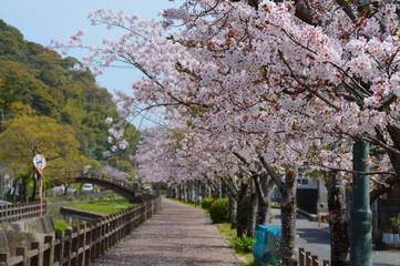 Promenade and cherry blossoms in full bloom.
