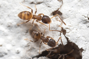Macro Photo of Two Tiny Ants on White Wall