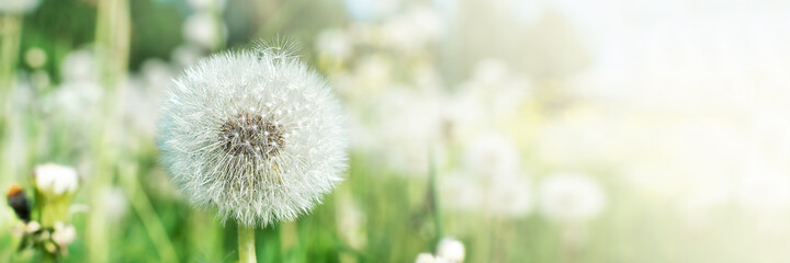 Field with white fluffy dandelions and fresh green grass. Summer spring natural landscape. Banner.
