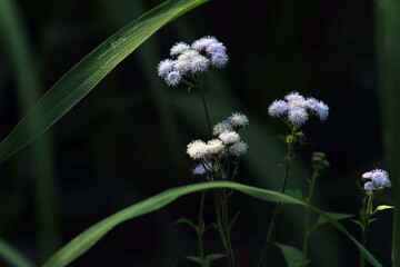 white flower in a garden