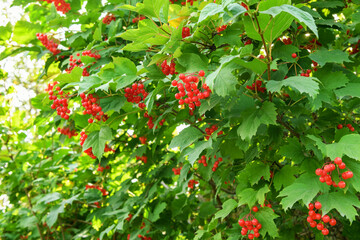 Ripe Viburnum bush with red berries in the garden. Summer and autumn background
