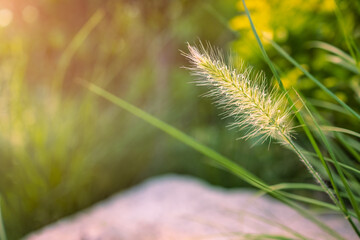 Closeup of green wild rye grass flower with green leaf and stem in the morning with warm orange yellow sun light.