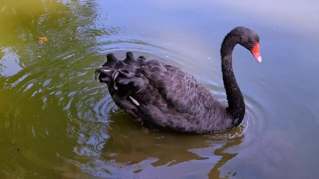black swan on green water pond