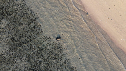 Aquatic turtle in deserted beach coast Aerial top view