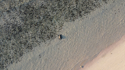 Aquatic turtle in deserted beach coast Aerial top view