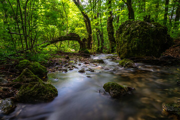 Obraz premium stream in the forest