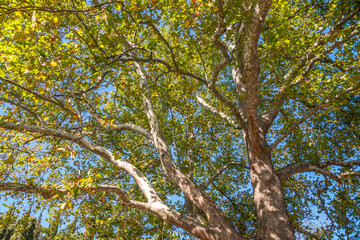 Large branches of Pltatanus oreintalis tree with Green Leaves and futis in sunset light