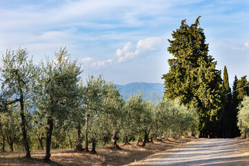 Olive trees against a blue sky. Tuscany, Italy