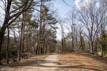 晴天の自然公園の木々と道
