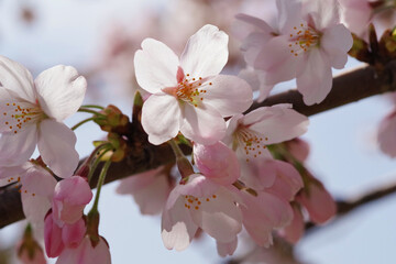 膨らむ蕾と桜の開花