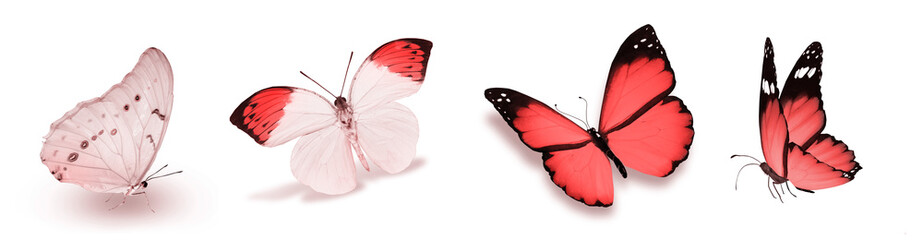 Fototapeta na wymiar Color natural and watercolor butterflies , isolated on white background