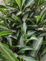 Naklejka na ściany i meble Closeup shot of Dieffenbachia seguine, Comigo ninguém pode, Araceae family. The green is vivid and exuberant. Beautiful Plant in The Garden.