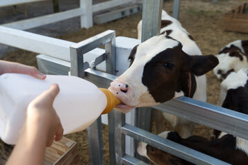 Children give milk calf the on the farm
