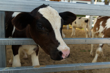 Holiday travel feeding calf in farm