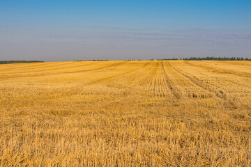 Fields at harvest time in Belarus