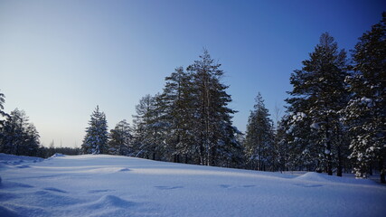 Obraz premium winter landscape with snow covered trees