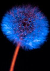 Neon weed plant or dandelion showing blue and orange colors during spring light effects