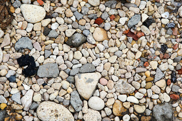 Seashell stones of different sizes on the ground. Top view
