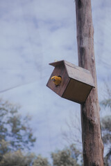 Bird