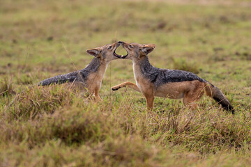 Two to Tango. Jackal pups engaged in friendly battle locks their jaws on each other.