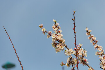Spring flowering of apricot tree. Spring, bloom. Spring.