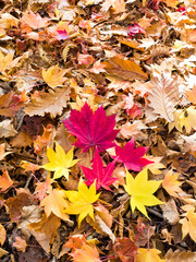 Autumn Leaf  in Hokkaido, Japan.
