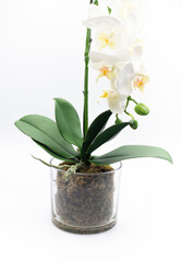 flower in a pot