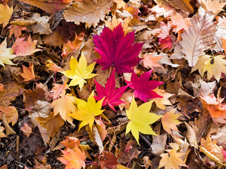 Autumn Leaf  in Hokkaido, Japan.