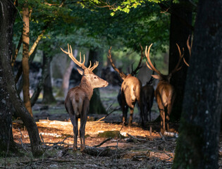 cerf