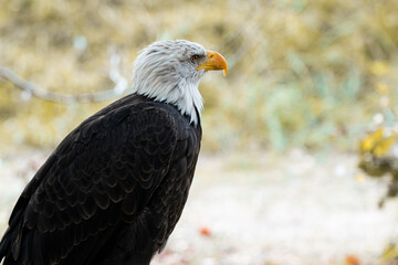 rapace