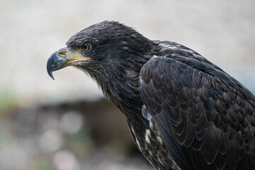rapace