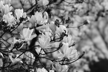 magnolia flowers in spring