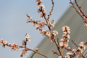 Spring flowering of apricot tree. Spring, bloom. Spring.