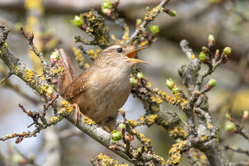 wren