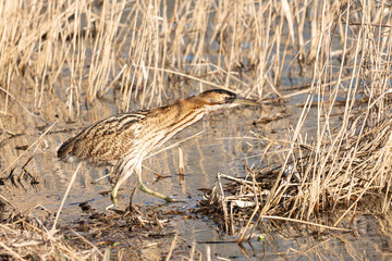 Butor &eacute;toil&eacute;
