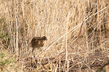 Butor &eacute;toil&eacute;