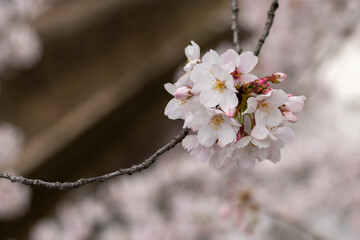 Flor de Cerezo Sakura