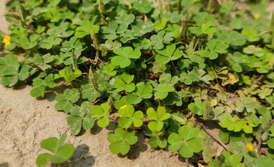 green leaves in brown background