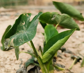leaves in the garden