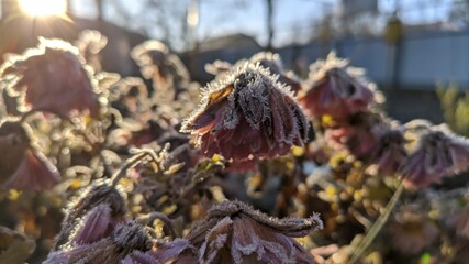 autumn leaves on the ground