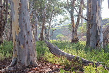 eucalyptus trees in the misty forest