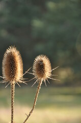 Obraz premium Dried wild teasel in the wind 
