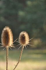 Dried wild teasel in the wind 