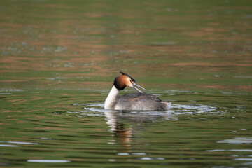 Gr&egrave;be hupp&eacute;e