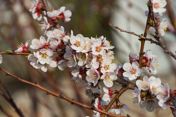 Spring flowering of apricot tree. Spring, bloom. Spring.
