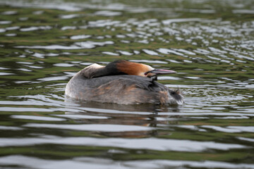 Gr&egrave;be hupp&eacute;e