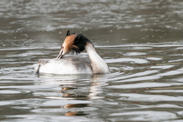 Gr&egrave;be hupp&eacute;e