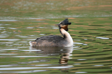 Grèbe huppé