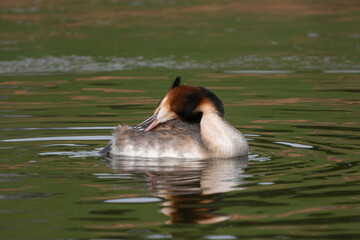 Gr&egrave;be hupp&eacute;e