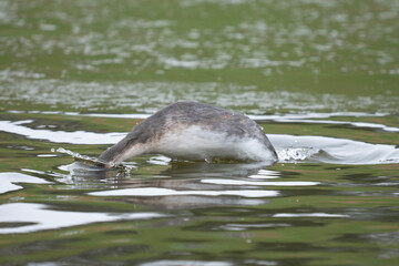 Gr&egrave;be hupp&eacute;e